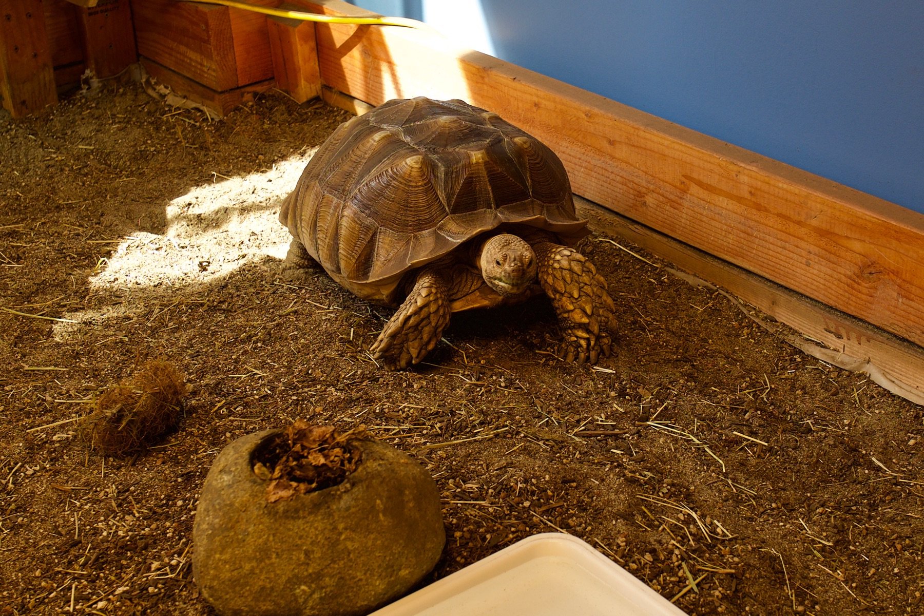 blog/cfd4-gordon-the-turtle.jpg