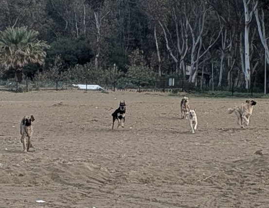 docker-captains-summit-istanbul-beach-dogs.jpg